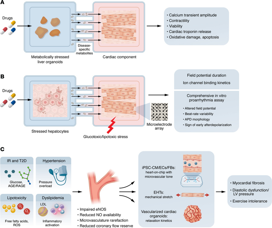 Detecting cardiotoxicity, proarrhythmia risk, and microvascular dysfunct...