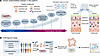 Biological twin platforms for CMD modeling from patient to population level