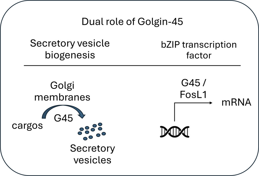 graphical abstract