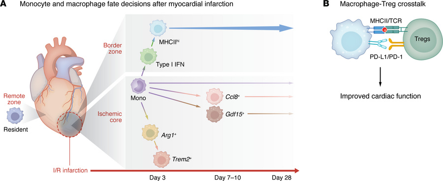 Monocyte-derived type I IFN-activated macrophages localize near the infa...