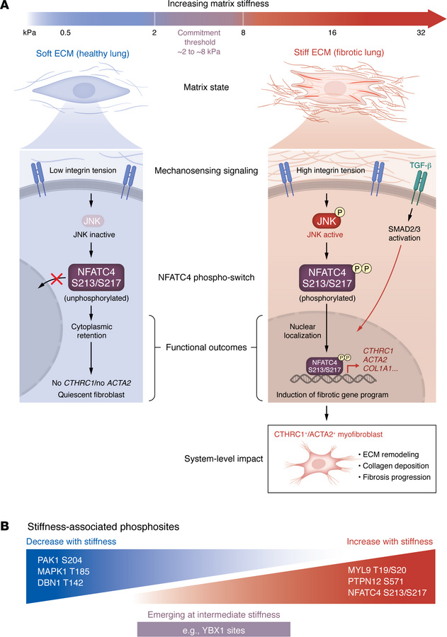Matrix stiffness activates an NFATC4 phospho-switch gating the fibroblas...