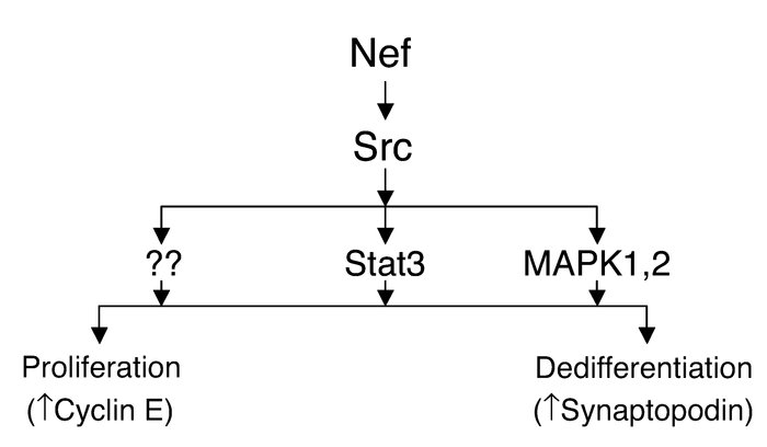 Schematic of Nef signaling pathways and their relationship with Nef’s bi...