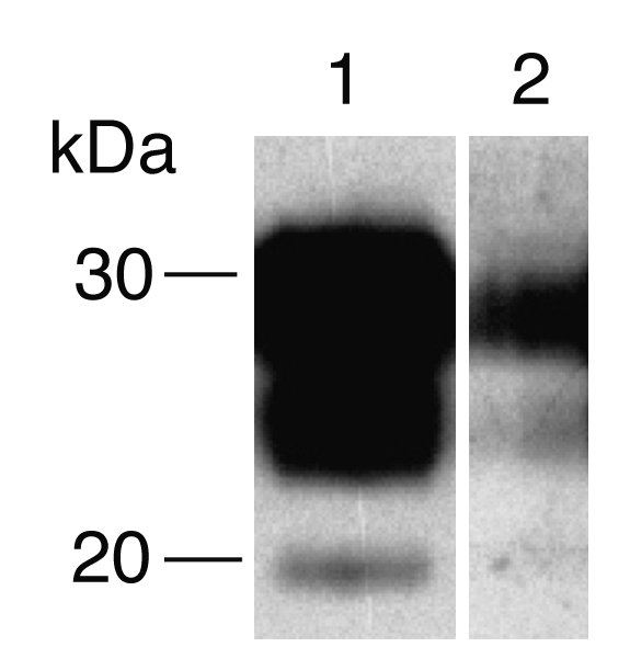 Testing of bioassay reporter animals for cerebral PrPSc deposition. West...