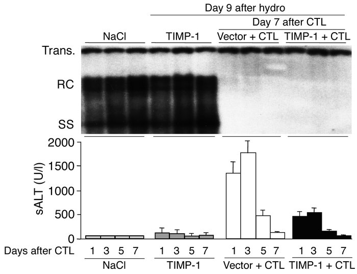 Enhanced expression of TIMP-1 does not affect the antiviral potential of...