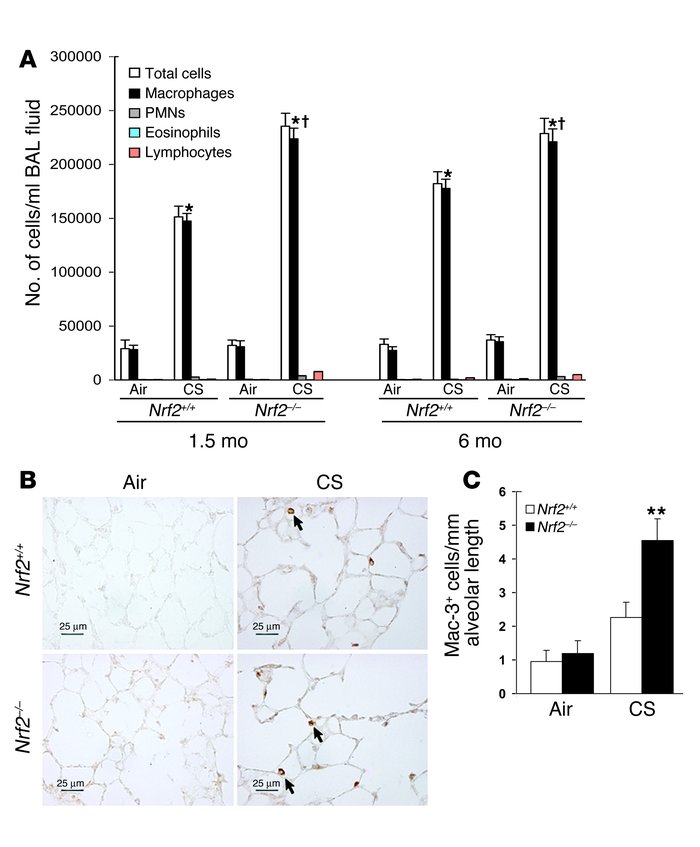 Increased inflammation in the lungs of CS-exposed Nrf2–/– mice. (A) Lava...