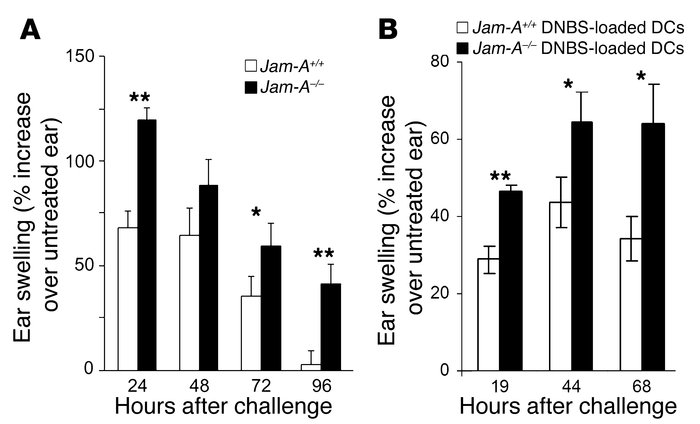Increased CHS response in Jam-A –/– mice. (A) Animals were sensitized wi...