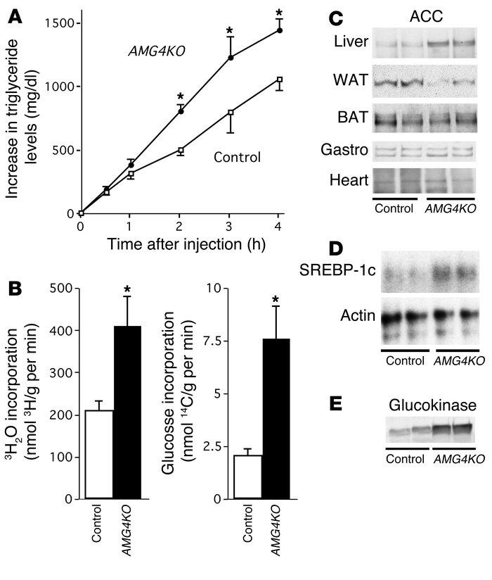 VLDL-triglycerides production and hepatic de novo lipogenesis in female ...
