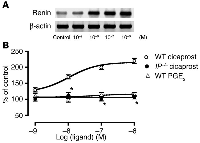 Effects of cicaprost, an IP agonist, and PGE2 on renin mRNA expression i...
