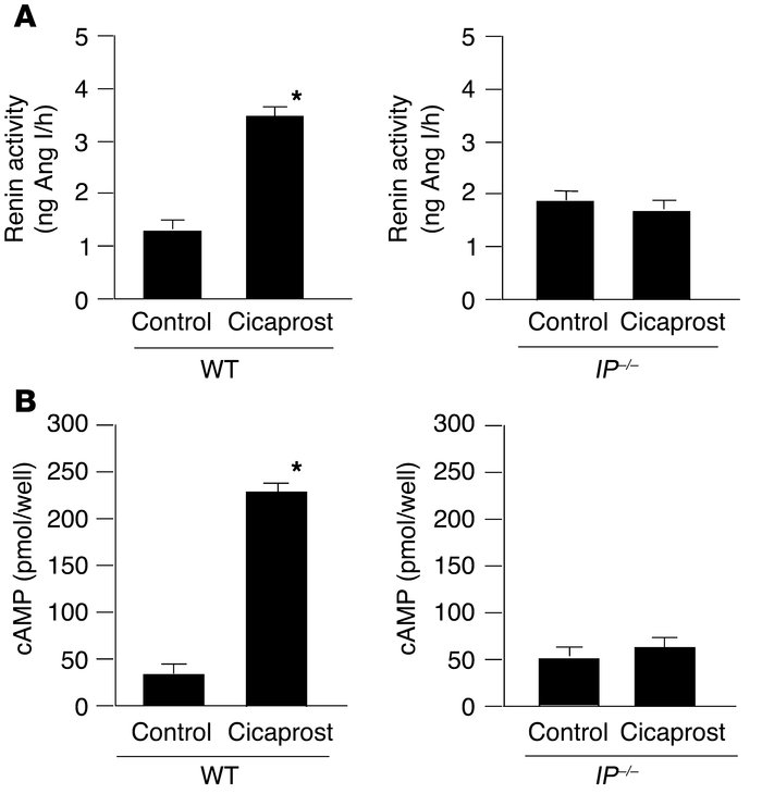 Effects of cicaprost on renin activity and cAMP contents in cultured cel...
