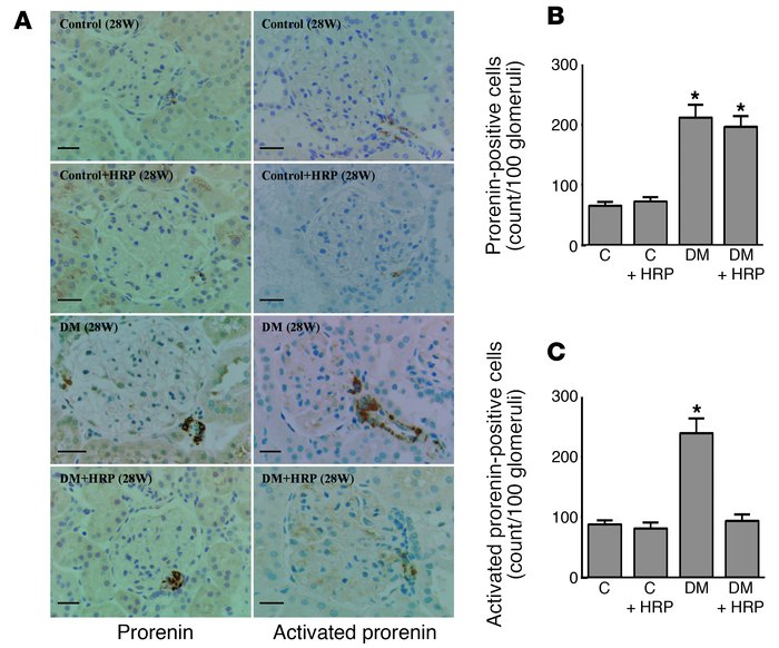 Kidney levels of total prorenin and activated prorenin in C rats (n = 6)...