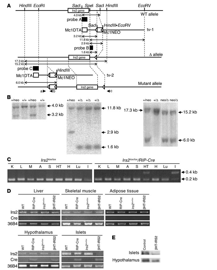 Generation of βHT-IRS2 mice. (A) Schematic representation of the 3 steps...