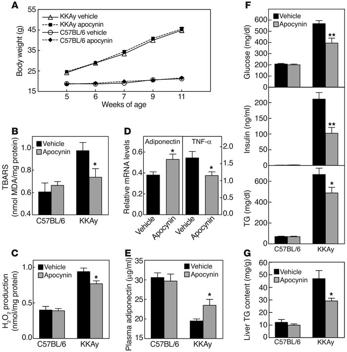 In vivo effects of an NADPH oxidase inhibitor, apocynin, on adipocytokin...