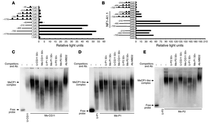 Relevance of NF1 and/or DNA methylation on HSD11B2 promoter activity and...
