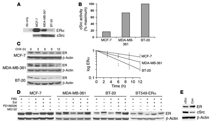 Estrogen regulation of ERα levels in ERα+ and ERα– breast cancer lines.
...