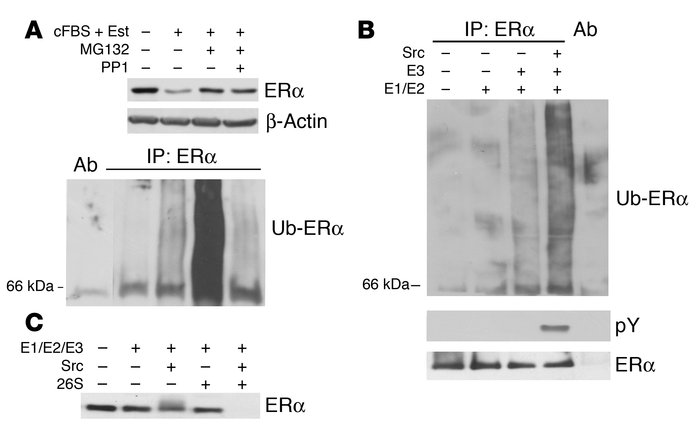 Src stimulates ERα ubiquitylation and degradation in vivo and in vitro.
...