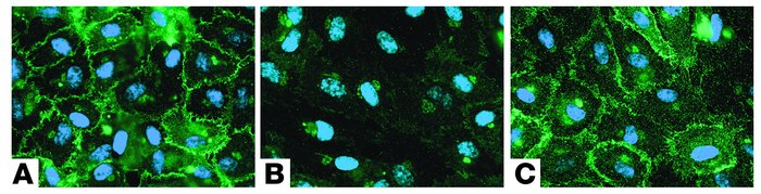 Contact dependence of EC response to T cells. Epifluorescence of eNOS im...