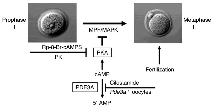 Role of PDE3A in oocyte maturation and female infertility. Pde3a–/– mice...