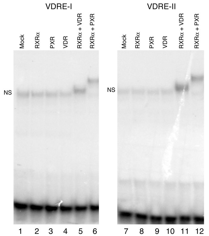 PXR and VDR bind as heterodimers with RXRα to the VDRE-I and VDRE-II mot...