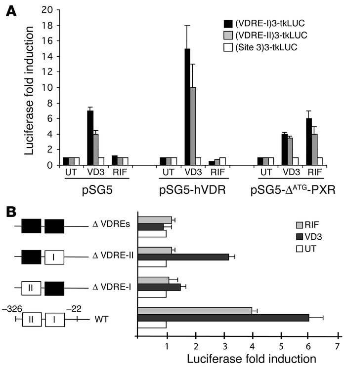 Functional and mutational analysis of human CYP24 VDREs. (A) Thymidine k...