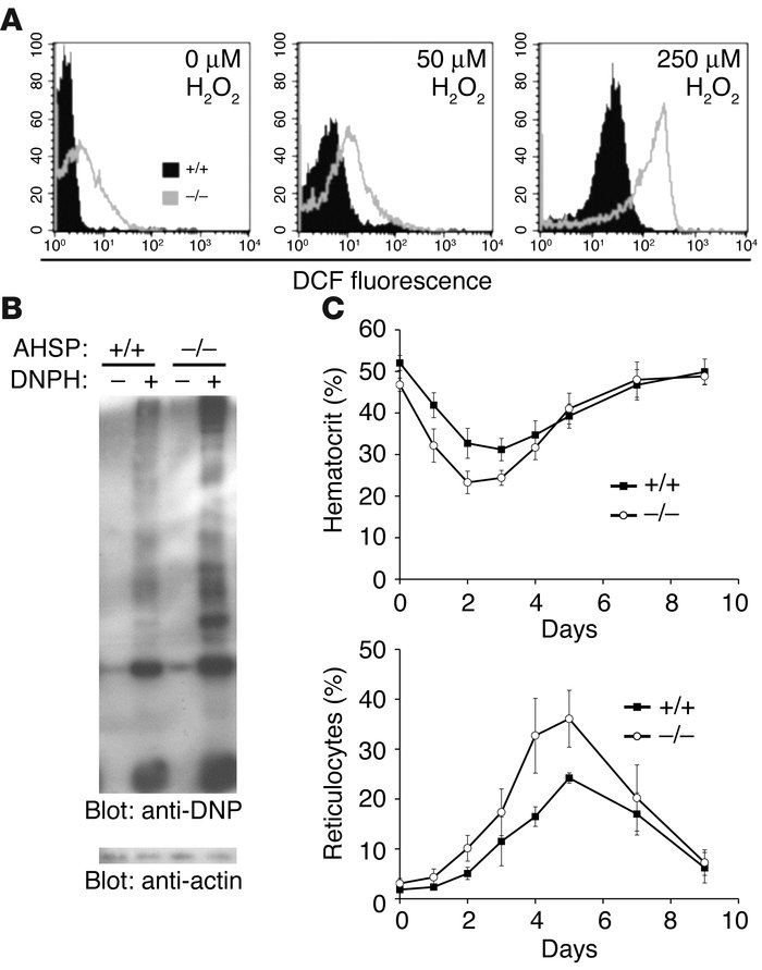 Oxidative stress in AHSP–/– erythrocytes. (A) Relative ROS levels in ery...