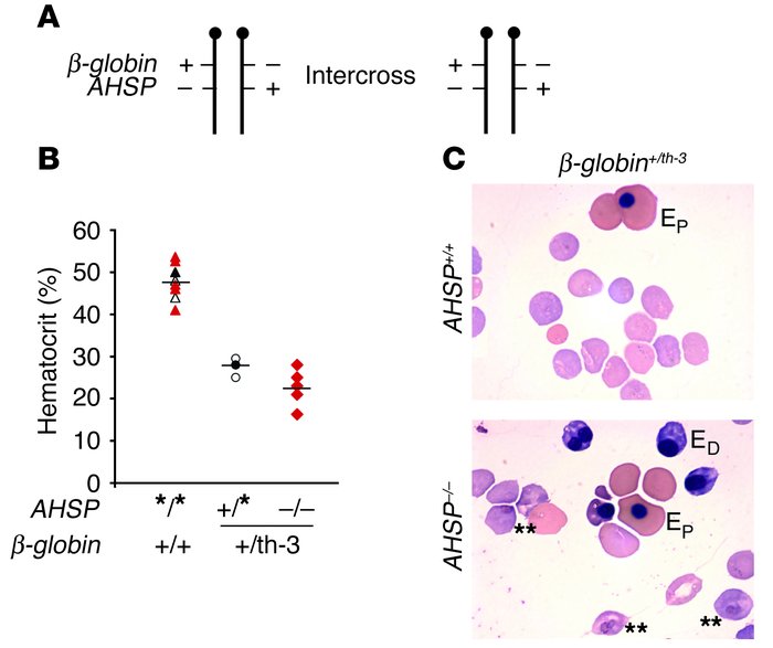 Intercrosses of β-globin+/th-3AHSP+/– double-heterozygous mice. The th-3...