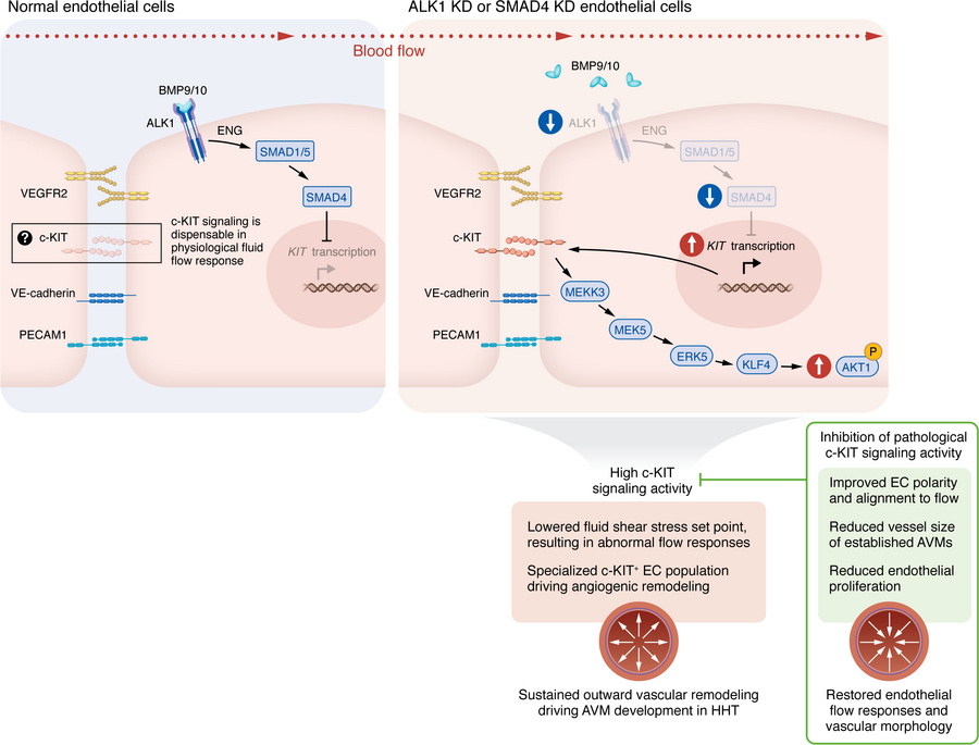 c-KIT as a mechanosensory component driving sustained outward remodeling...