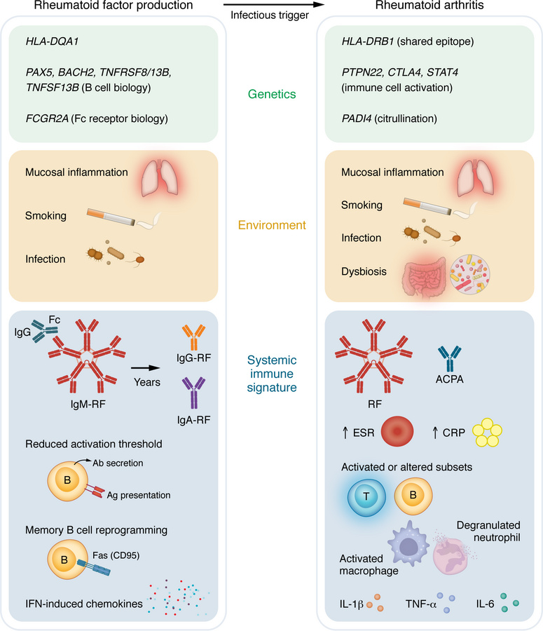 Genetic, environmental, and immune factors associated with asymptomatic ...
