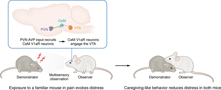 A hypothalamic-amygdala-midbrain circuit transforms shared distress into...