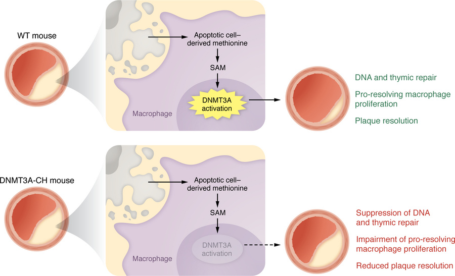DNMT3A activation is linked to DNA repair, efferocytosis, and plaque res...