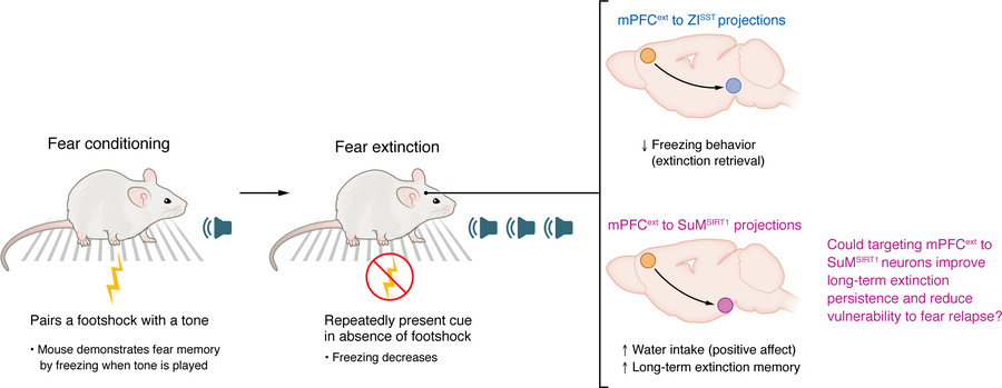 Distinct mPFC projections encode fear extinction retention and positive ...