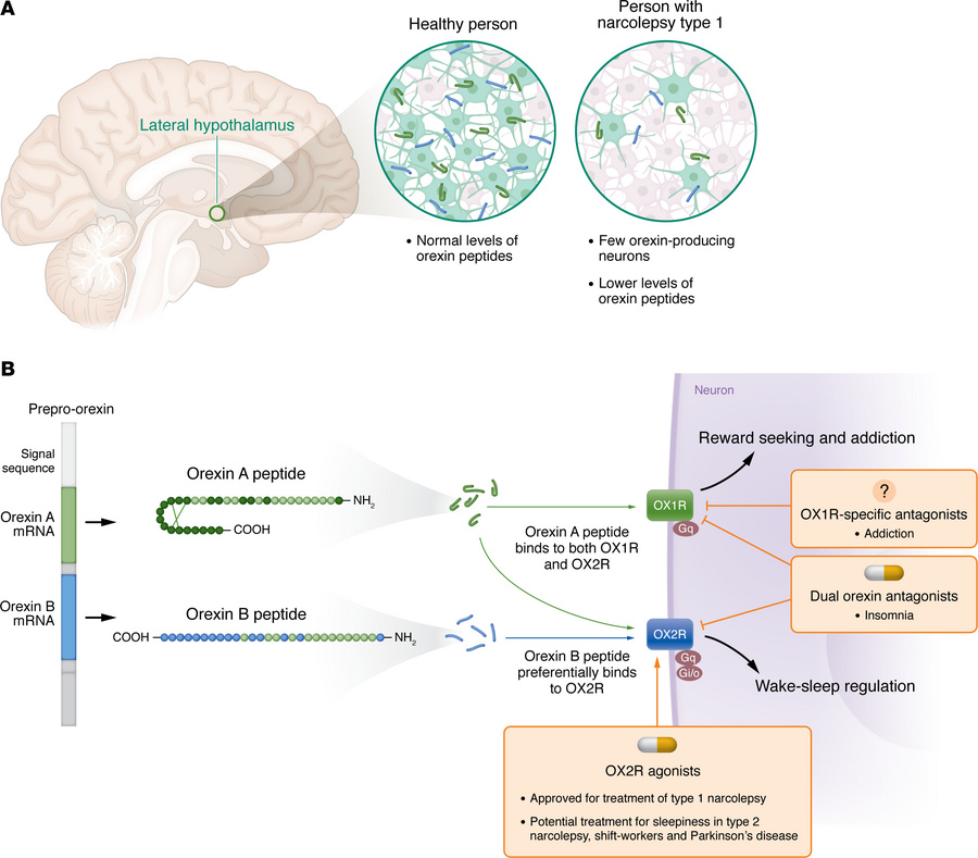 Molecular pharmacology of orexin action.
(A) A schematic drawing showing...