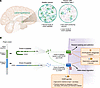 Molecular pharmacology of orexin action.