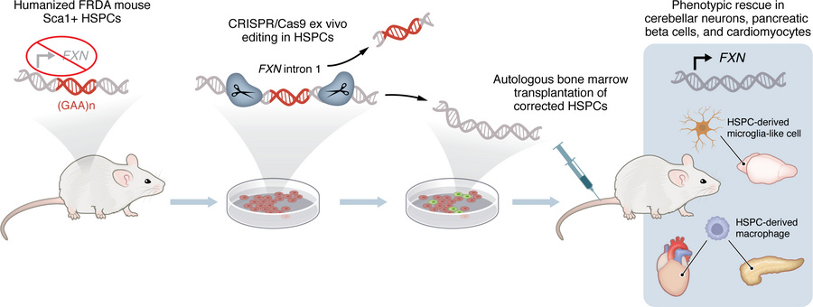 CRISPR/Cas9-edited HSPCs restore FXN deficiency in multiple organs in a ...