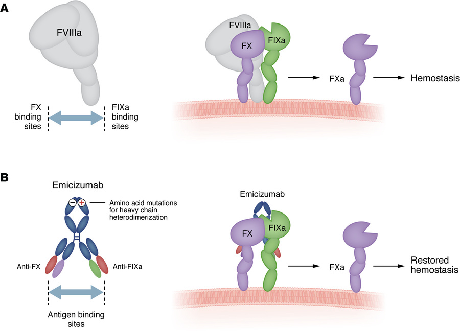 Emicizumab mimics the cofactor activity of FVIIIa by bridging FIXa and F...