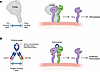 Emicizumab mimics the cofactor activity of FVIIIa by bridging FIXa and FX,