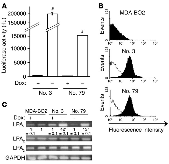 Characterization of MDA-BO2 clones stably transfected to conditionally o...