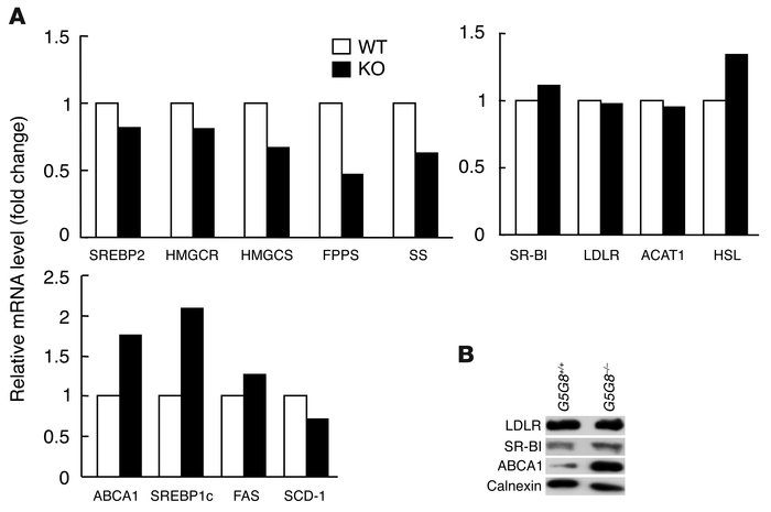 Expression levels of selected genes and proteins involved in lipid metab...