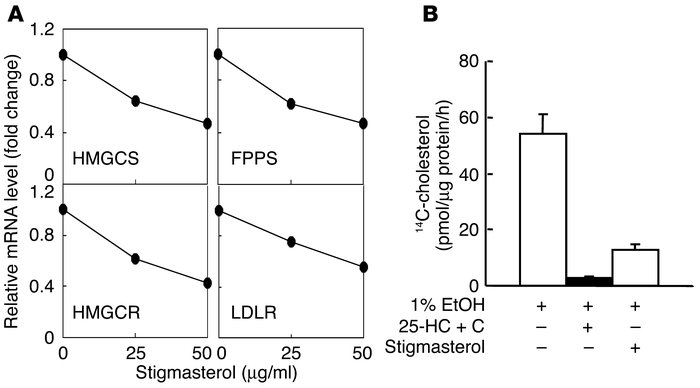 Effect of stigmasterol on mRNA levels (A) and cholesterol synthesis (B) ...