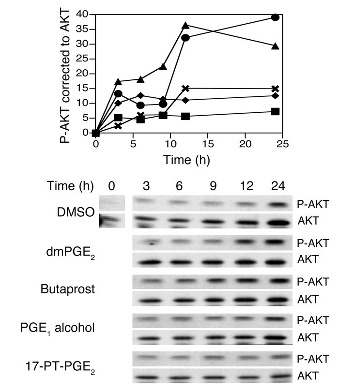 Effect of radiation and PGE2 analogs on AKT phosphorylation. HCT-116 cel...