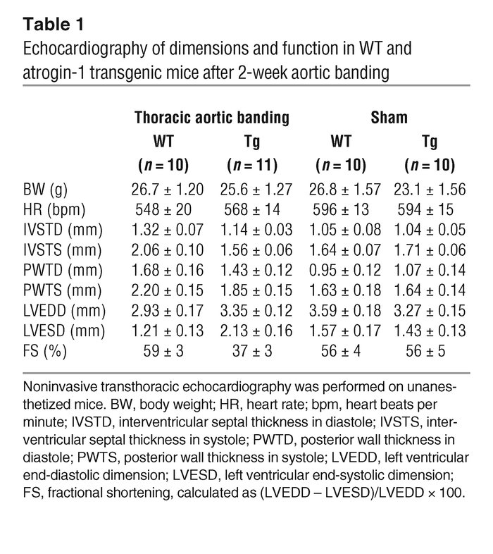 Echocardiography of dimensions and function in WT and atrogin-1 transgen...