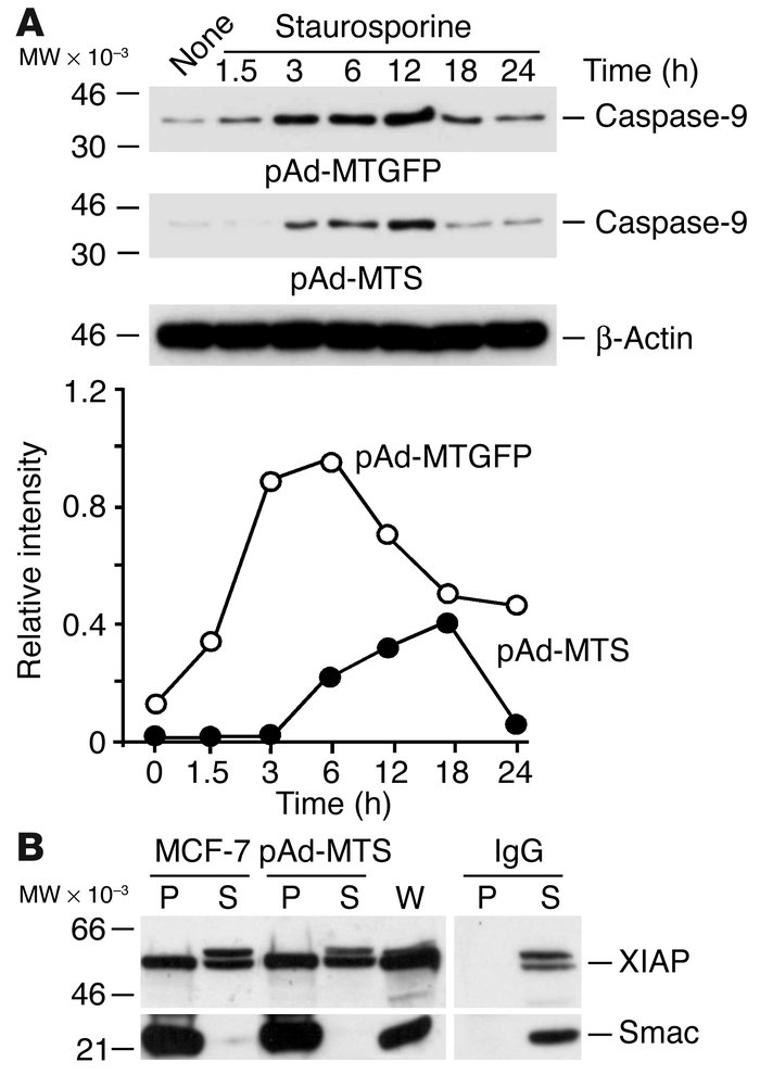 Mechanisms of cytoprotection by mitochondrial survivin. (A) Inhibition o...