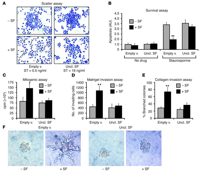 Uncleavable SF inhibits the pleiotropic activities of SF on living cells...