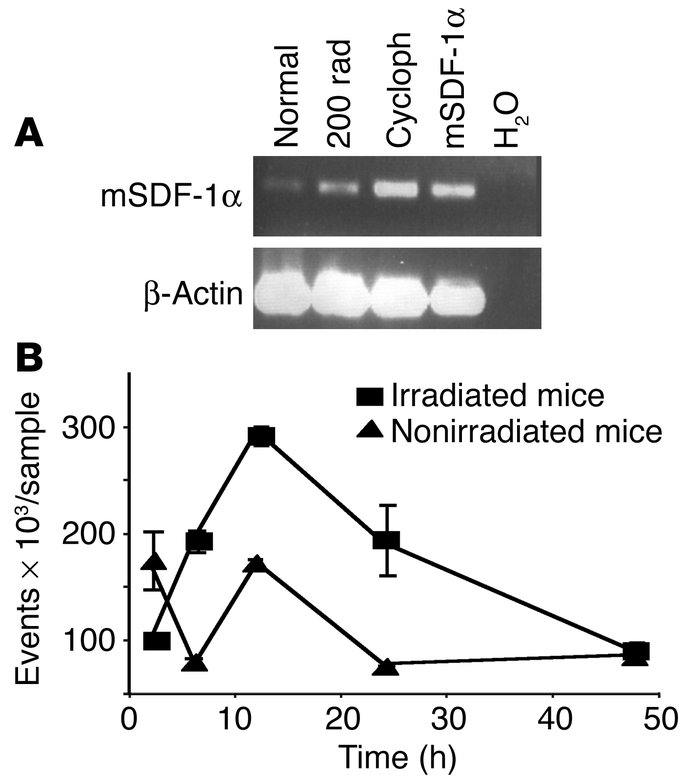 Effect of irradiation and cyclophosphamide on SDF-1 mRNA expression in B...