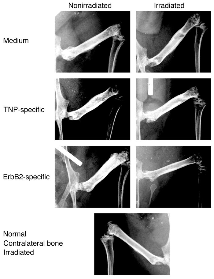 Radiography of BM lesions after treatment. Radiographic analysis of mice...