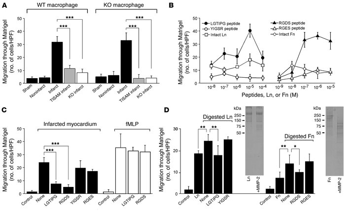 Macrophage migration in response to infarcted myocardium (A), laminin an...
