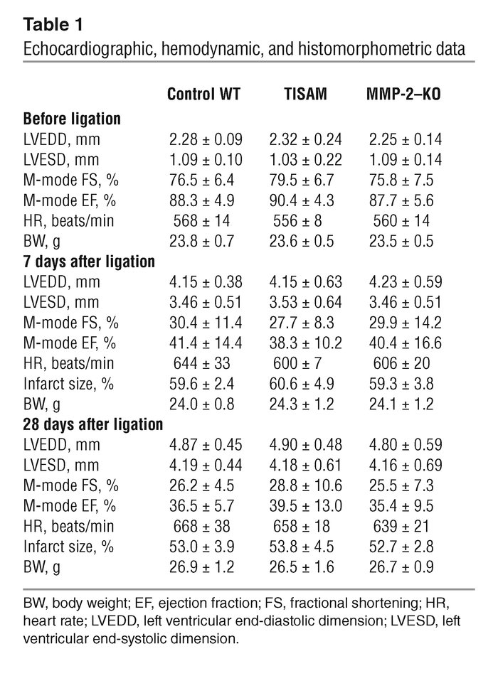 Echocardiographic, hemodynamic, and histomorphometric data