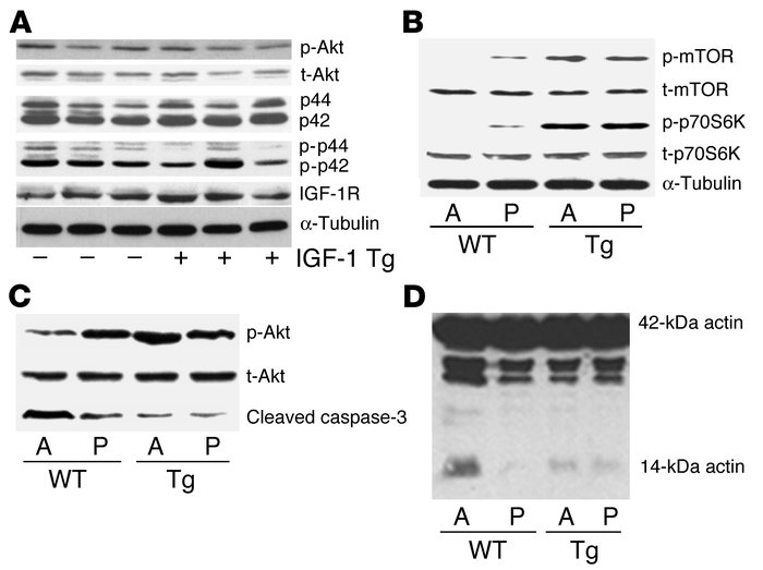 Involvement of Akt/mTOR/p70S6K kinases in the ability of the MLC/mIgf-1 ...