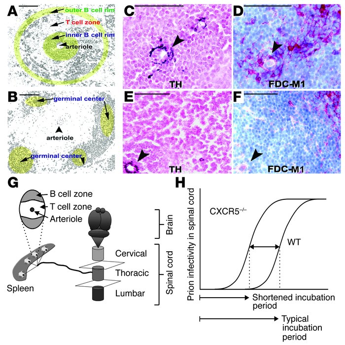 Positioning of FDCs in spleens of WT and CXCR5–/– mice. (A and B) Diagra...