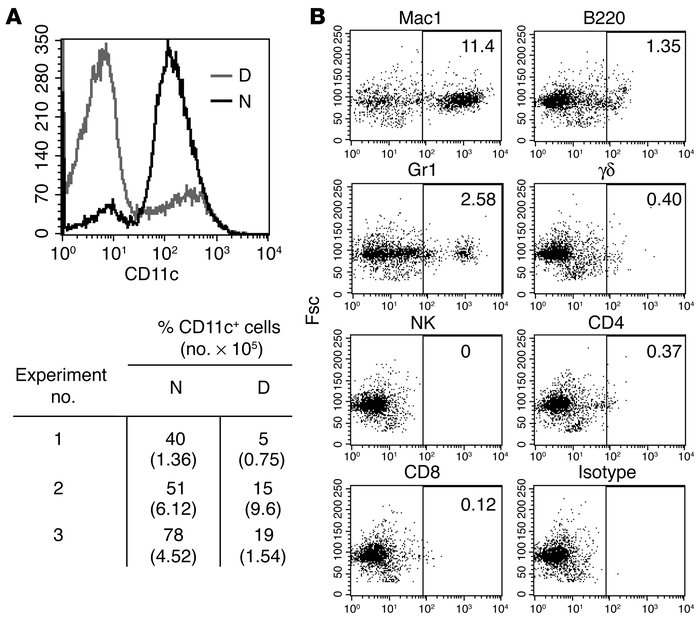 Phenotype of lung cells in the absence of collagenase digestion. (A) Uns...