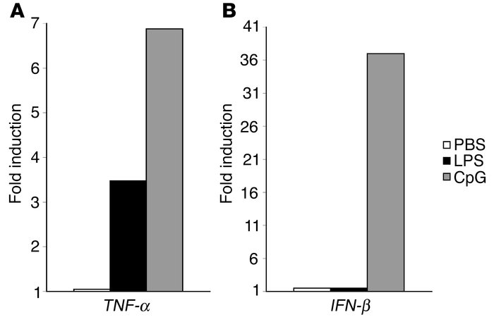 IFN- β is not induced in response to LPS exposure in the lung. WT mice w...